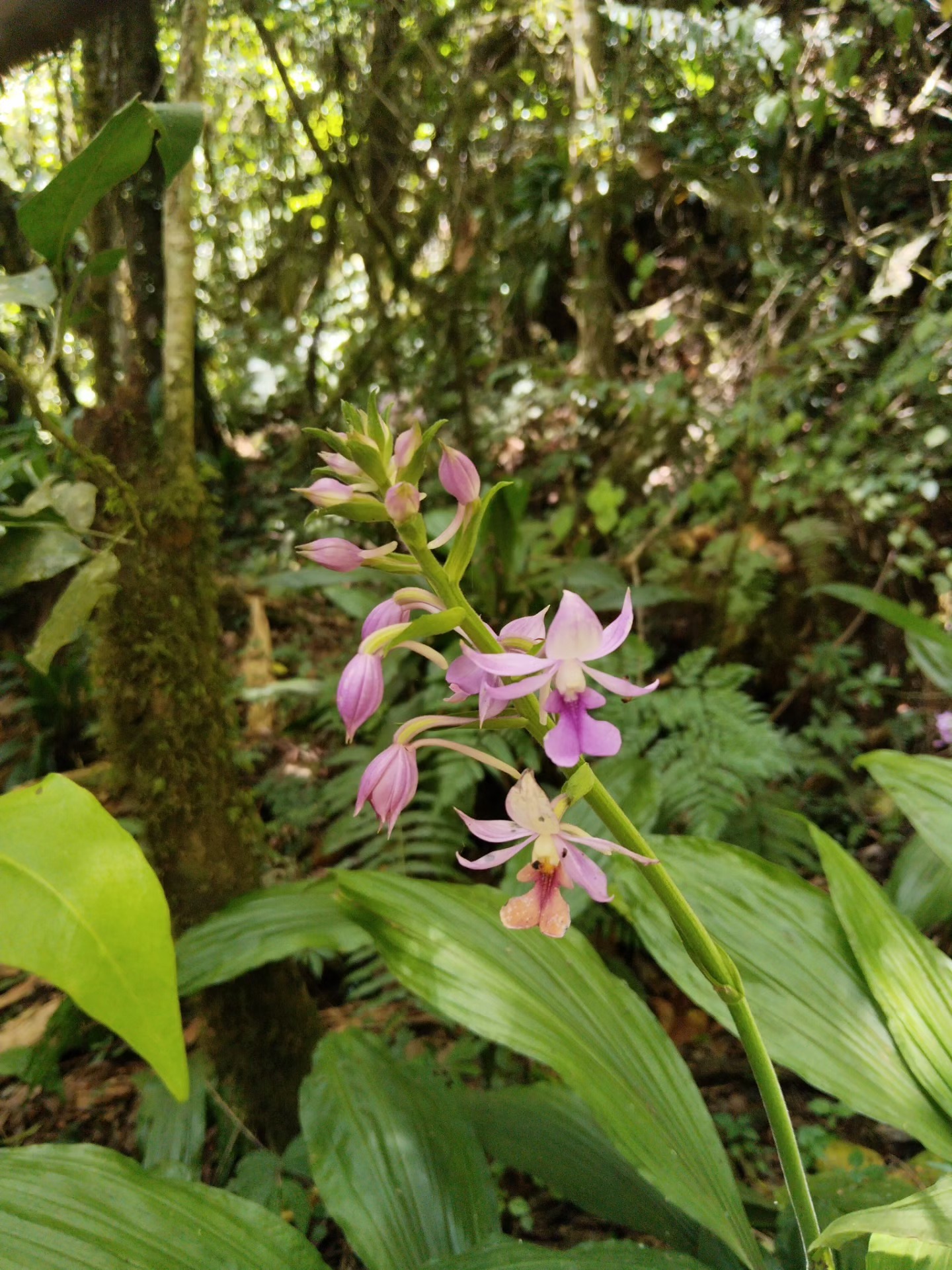 Flowerly Hiking Adventure